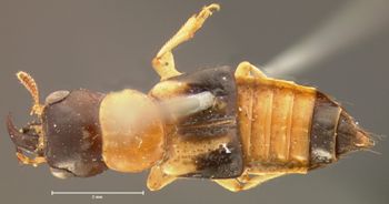 Media type: image;   Entomology 6514 Aspect: habitus dorsal view
